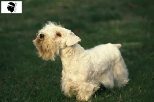 Lire la suite à propos de l’article Sealyham Terrier éleveurs et chiots en Corse