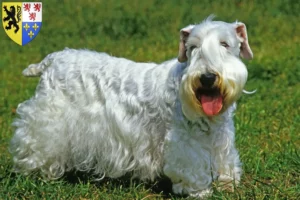 Lire la suite à propos de l’article Éleveurs de Sealyham Terrier et chiots en Hauts-de-France