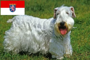 Lire la suite à propos de l’article Sealyham Terrier éleveurs et chiots en Hesse