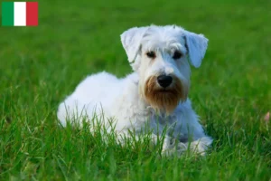 Lire la suite à propos de l’article Sealyham Terrier éleveurs et chiots en Italie