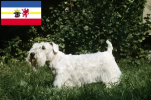 Lire la suite à propos de l’article Sealyham Terrier éleveurs et chiots dans le Mecklembourg-Poméranie occidentale