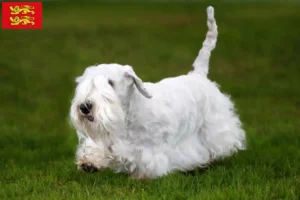 Lire la suite à propos de l’article Éleveurs de Sealyham Terrier et chiots en Normandie