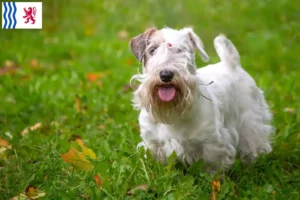 Lire la suite à propos de l’article Éleveurs de Sealyham Terrier et chiots en Nouvelle-Aquitaine