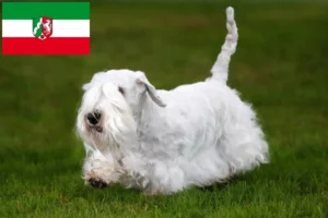 Lire la suite à propos de l’article Sealyham Terrier éleveurs et chiots en Rhénanie du Nord-Westphalie