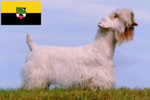 Lire la suite à propos de l’article Sealyham Terrier éleveurs et chiots en Saxe-Anhalt