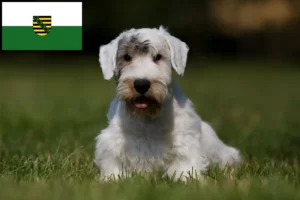 Lire la suite à propos de l’article Sealyham Terrier éleveurs et chiots en Saxe