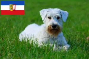 Lire la suite à propos de l’article Sealyham Terrier éleveurs et chiots dans le Schleswig-Holstein