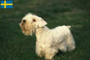 Lire la suite à propos de l’article Éleveurs de Sealyham Terrier et chiots en Suède