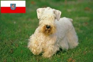 Lire la suite à propos de l’article Sealyham Terrier éleveurs et chiots en Thuringe