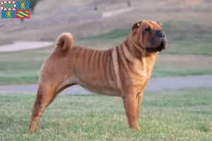 Lire la suite à propos de l’article Éleveurs de Shar Pei et chiots en Bourgogne-Franche-Comté