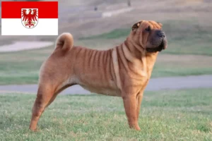 Lire la suite à propos de l’article Éleveurs de Shar Pei et chiots dans le Brandebourg