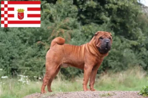 Lire la suite à propos de l’article Éleveurs de Shar Pei et chiots à Brême