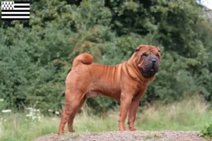 Lire la suite à propos de l’article Éleveurs de Shar Pei et chiots en Bretagne