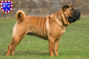 Lire la suite à propos de l’article Éleveurs de Shar Pei et chiots en Centre-Val de Loire