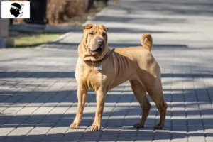 Lire la suite à propos de l’article Éleveurs de Shar Pei et chiots en Corse