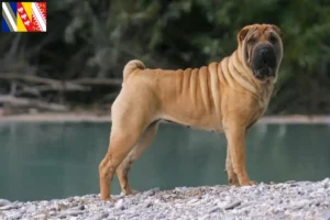 Lire la suite à propos de l’article Éleveurs de Shar Pei et chiots en Grand Est