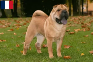 Lire la suite à propos de l’article Éleveurs de Shar Pei et chiots en Guadeloupe