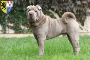 Lire la suite à propos de l’article Éleveurs de Shar Pei et chiots en Hauts-de-France