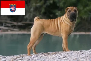 Lire la suite à propos de l’article Éleveurs de Shar Pei et chiots en Hesse