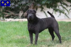 Lire la suite à propos de l’article Éleveurs de Shar Pei et chiots en Île-de-France