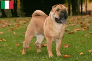 Lire la suite à propos de l’article Éleveurs de Shar Pei et chiots en Italie