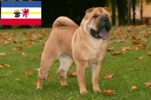 Lire la suite à propos de l’article Éleveurs de Shar Pei et chiots dans le Mecklembourg-Poméranie occidentale