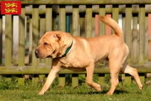 Lire la suite à propos de l’article Éleveurs de Shar Pei et chiots en Normandie