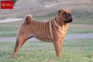 Lire la suite à propos de l’article Éleveurs de Shar Pei et chiots en Occitanie