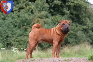 Lire la suite à propos de l’article Éleveurs de Shar Pei et chiots en Pays de la Loire