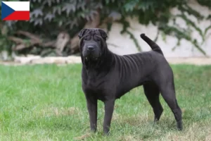 Lire la suite à propos de l’article Éleveurs de Shar Pei et chiots en République tchèque