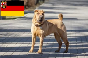 Lire la suite à propos de l’article Éleveurs de Shar Pei et chiots en Rhénanie-Palatinat