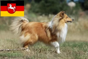 Lire la suite à propos de l’article Éleveurs de Sheltie et chiots en Basse-Saxe