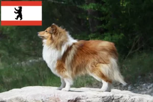 Lire la suite à propos de l’article Éleveurs de Sheltie et chiots à Berlin