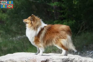 Lire la suite à propos de l’article Éleveurs de Sheltie et chiots en Bourgogne-Franche-Comté