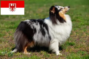 Lire la suite à propos de l’article Éleveurs de Sheltie et chiots dans le Brandebourg