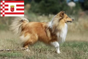 Lire la suite à propos de l’article Éleveurs de Sheltie et chiots à Brême