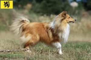 Lire la suite à propos de l’article Éleveurs de Sheltie et chiots en Flandre