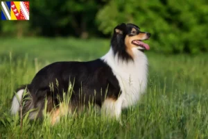 Lire la suite à propos de l’article Éleveurs de Sheltie et chiots en Grand Est