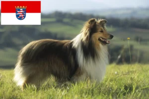 Lire la suite à propos de l’article Éleveurs de Sheltie et chiots en Hesse