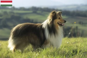 Lire la suite à propos de l’article Éleveurs de Sheltie et chiots en Hongrie