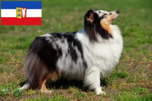 Lire la suite à propos de l’article Éleveurs de Sheltie et chiots dans le Schleswig-Holstein