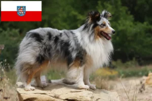 Lire la suite à propos de l’article Éleveurs de Sheltie et chiots en Thuringe