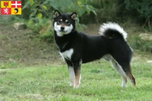 Lire la suite à propos de l’article Éleveurs de Shiba et chiots en Auvergne-Rhône-Alpes