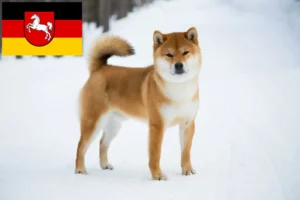 Lire la suite à propos de l’article Éleveurs de Shiba et chiots en Basse-Saxe