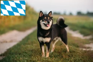 Lire la suite à propos de l’article Éleveurs de Shiba et chiots en Bavière