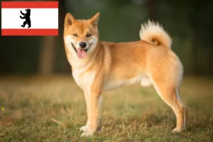 Lire la suite à propos de l’article Éleveurs de Shiba et chiots à Berlin