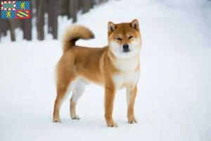 Lire la suite à propos de l’article Éleveurs de Shiba et chiots en Bourgogne-Franche-Comté