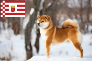 Lire la suite à propos de l’article Éleveurs de Shiba et chiots à Brême