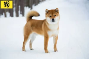 Lire la suite à propos de l’article Éleveurs de Shiba et chiots en Flandre