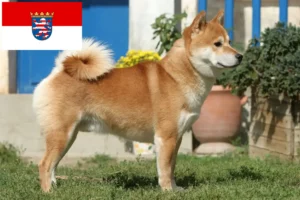 Lire la suite à propos de l’article Éleveurs de Shiba et chiots en Hesse